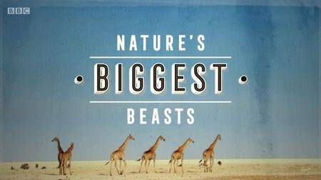 biggest beasts