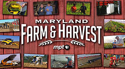 maryland farm and harvest